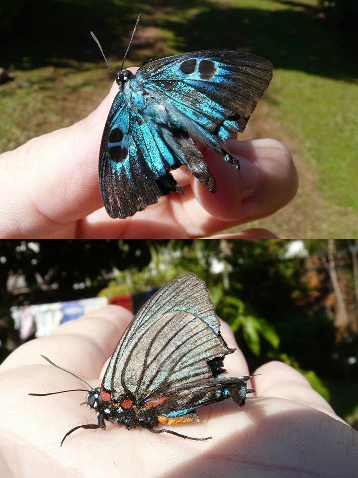 FIGURE 1e FIGURE 1e